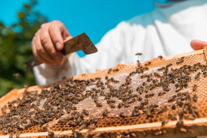 apicultor 1