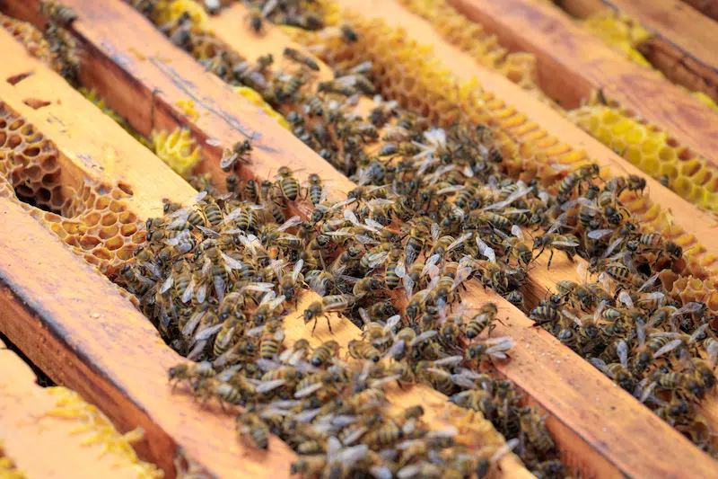 apicultor 3
