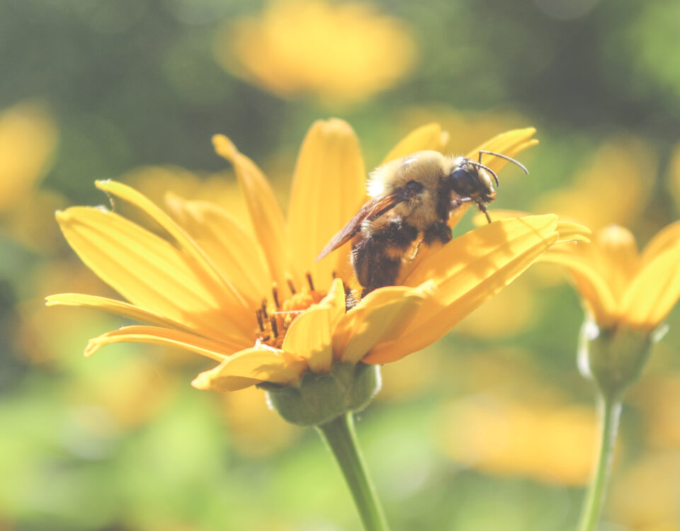 abejas y medioambiente